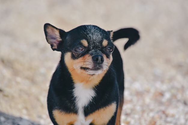 Chihuahua Hund am Sandstrand.