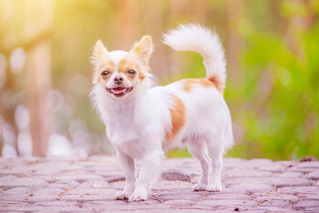 Chihuahua-Hund auf dem Hintergrund eines verschwommenen Waldes. Tier, Haustier. Weißer Hund.