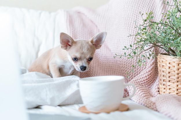 Chihuahua-Hund bedeckt in Decke mit Tasse heißem Tee oder Kaffee