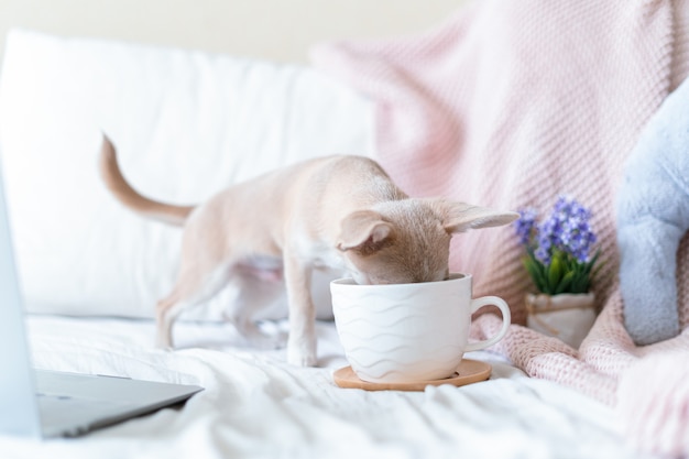 Chihuahua Hund bedeckt in Decke mit Tasse Kaffee bedeckt