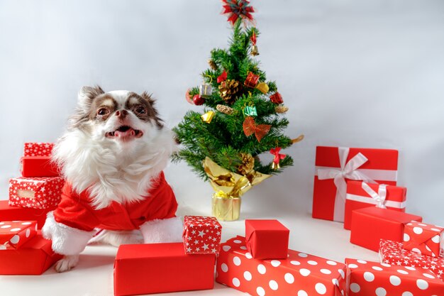 Chihuahua-Hund, der ein rotes Weihnachtsmann-Kostüm mit Geschenkboxen und Weihnachtsbaum trägt