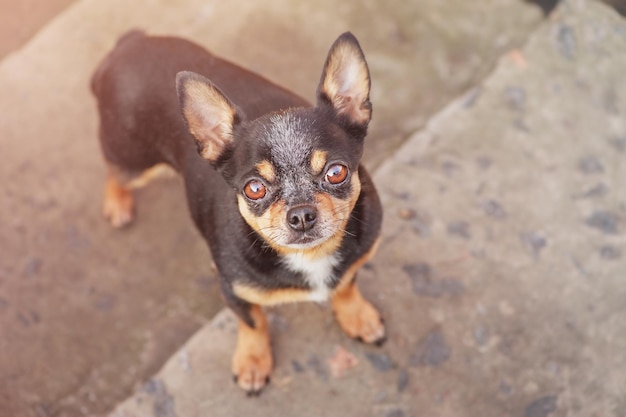 Chihuahua-Hund Ein Chihuahua schaut in den Rahmen, während er auf den Stufen steht