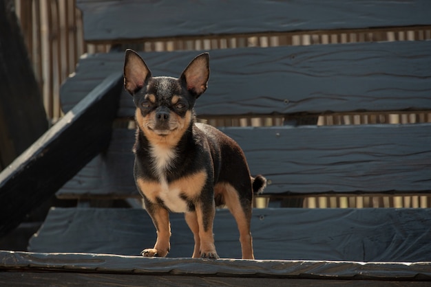 Chihuahua Hund für einen Spaziergang. Chihuahua schwarz, braun und weiß.