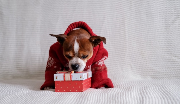 Chihuahua-Hund im roten Pullover mit Weihnachtsgeschenk sitzen auf dem Trainer. Frohe Weihnachten. Frohes Neues Jahr. Gähnen. Schnuppergeschenk.