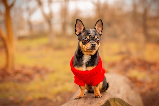 Chihuahua-Hund in einem roten Pullover im Herbst in der Natur. Chihuahua sitzt auf einem Baumstamm.