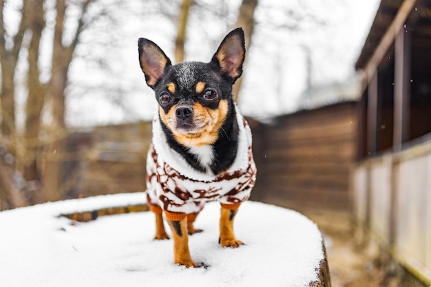 Chihuahua Hund in Winterkleidung. Chihuahua Hund im Winteroverall für Hunde.