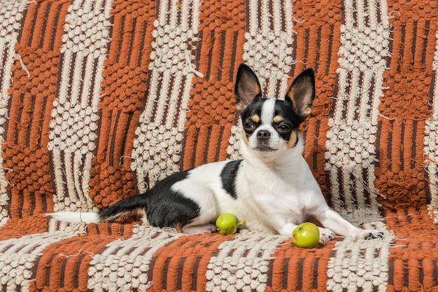 Chihuahua-Hund liegt neben grünen Äpfeln