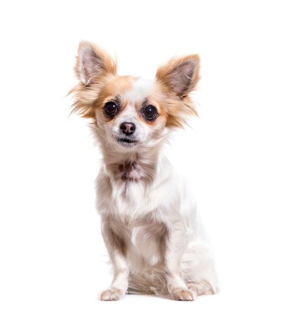 Chihuahua Hund sitzt, ausgeschnitten