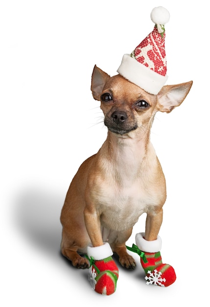 Chihuahua Hund sitzt in Weihnachtsmütze auf weißem Hintergrund