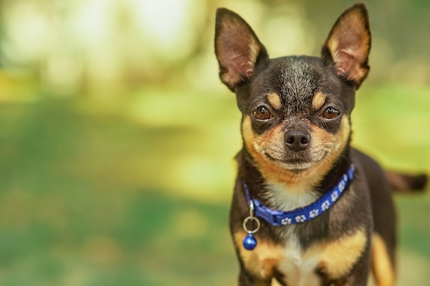 Chihuahua-Hund. Tierportrait. Stilvolles Foto. Grüner Hintergrund. Sammlung lustiger Tiere