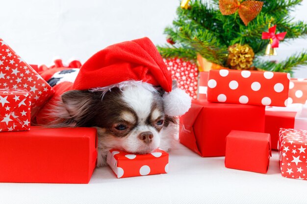 Chihuahua-Hund trägt ein rotes Weihnachts-Sankt-Kostüm mit Geschenkbox und schaut in die Kamera. isoliert auf weißem Hintergrund.