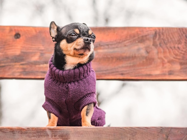 Chihuahua-Hund tricolor schwarz weiß braun Tierhaustier