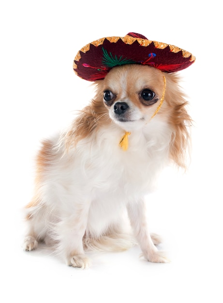 Chihuahua Hund und Hut