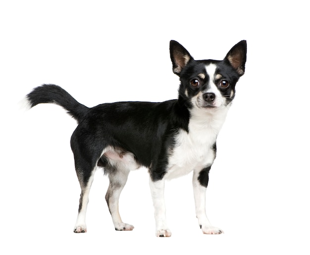 Chihuahua Hund