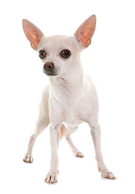 Chihuahua Hund