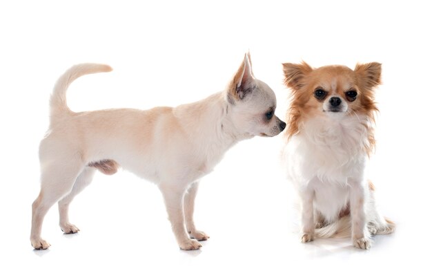 Chihuahua Hunde Hund