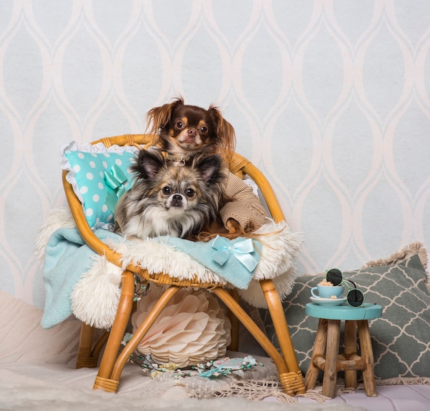 Chihuahua-Hunde sitzen auf Stuhl im Studio, Porträt