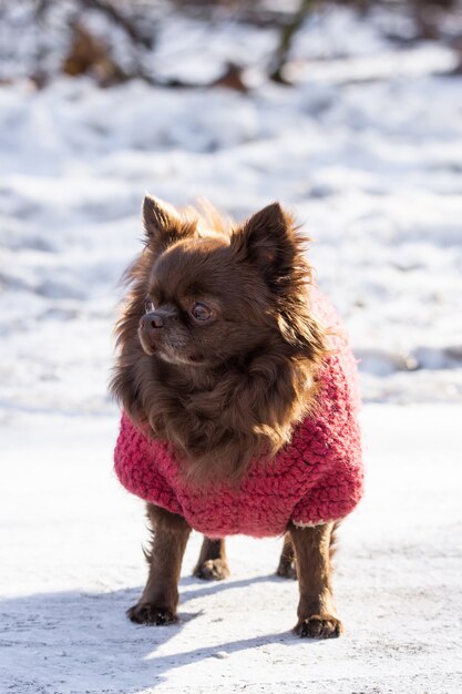 Chihuahua Hundepark