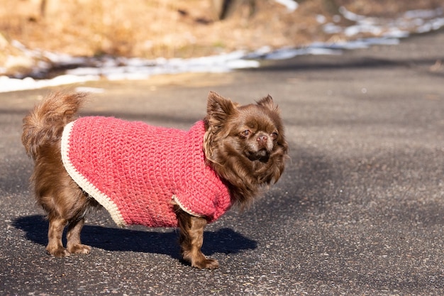 Chihuahua Hundepark