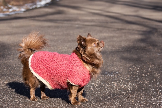 Chihuahua Hundepark