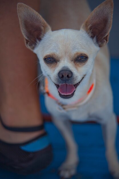 Chihuahua im Boot während einer Sommerreise