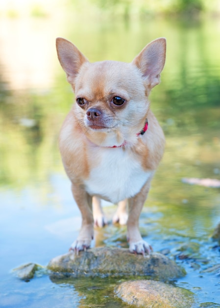 Chihuahua im Fluss