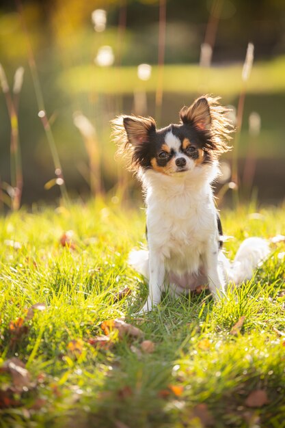 Chihuahua im Gras beobachten