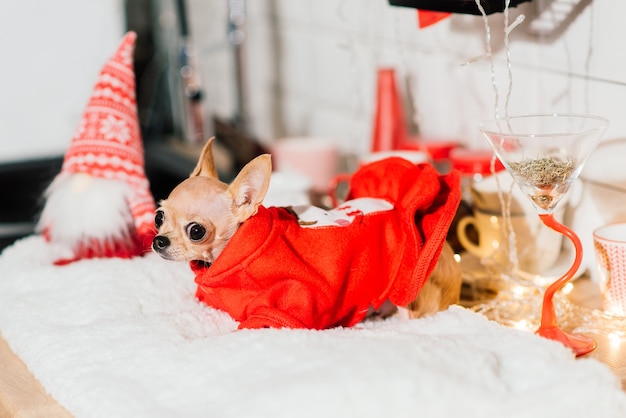 Chihuahua im Innenraum des neuen Jahres. Kleiner Hund liegt auf Tischplatte. Rund um Weihnachtsspielzeug, Dekorationen.