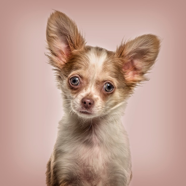 Chihuahua im Porträt, wachsam gegen Beige schauend