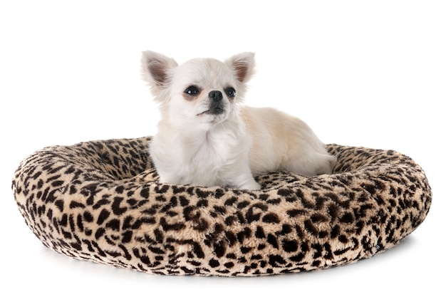 Chihuahua im Studio
