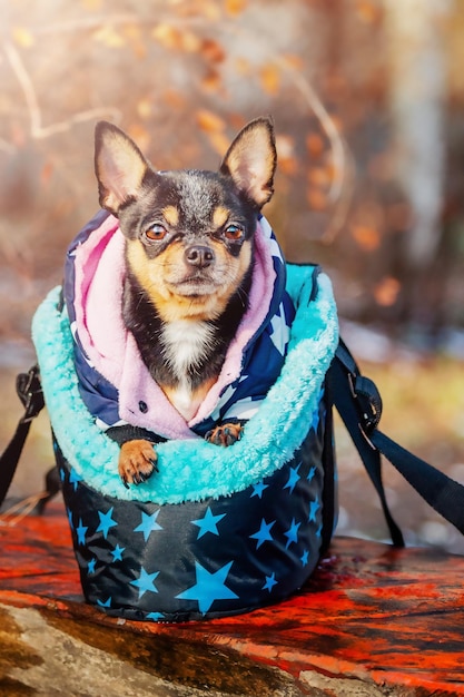 Chihuahua in einer Haustiertasche Hund auf einem Spaziergang in Winterkleidung