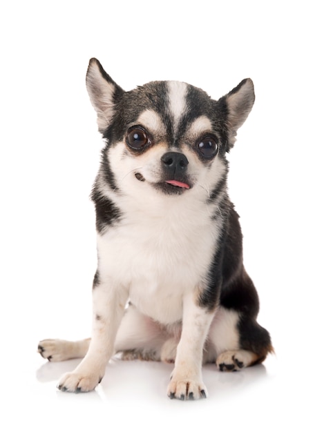 chihuahua joven en estudio