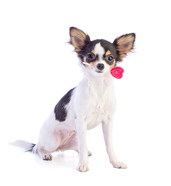 Chihuahua joven con una piruleta en forma de corazón rojo