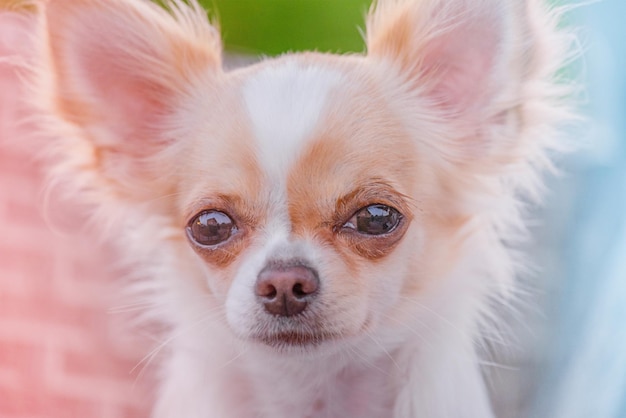 Chihuahua Langhaar Nahaufnahme Weißer Hund in roten Flecken Heimtier