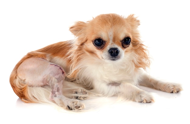 Chihuahua y lesion