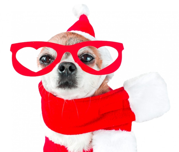 Chihuahua linda del perro en el traje de Papá Noel con los vidrios rojos en los ojos en blanco aislado.