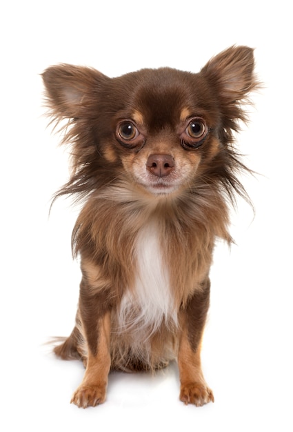 chihuahua longhair nova