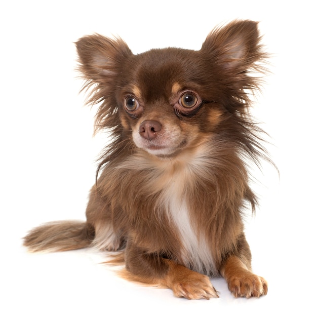 chihuahua longhair nova