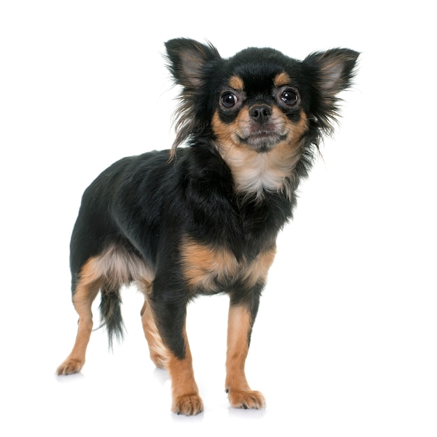 chihuahua longhair nova