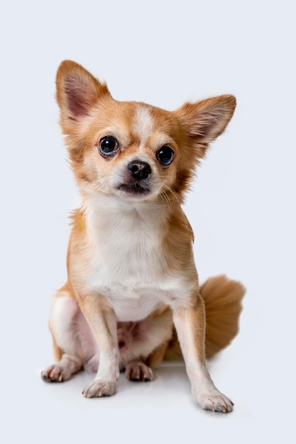 Chihuahua macho marrom