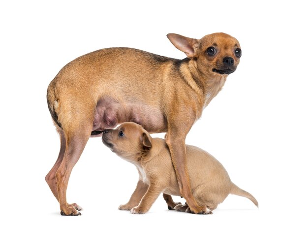 Chihuahua mãe e bebê