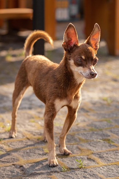 Chihuahua marrom. Um cão de uma raça pequena. Um animal de estimação em uma caminhada. Cão de companhia. Raça de cachorro Chihuahua.