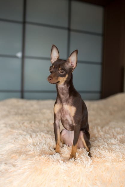 Chihuahua minúscula preta na cama