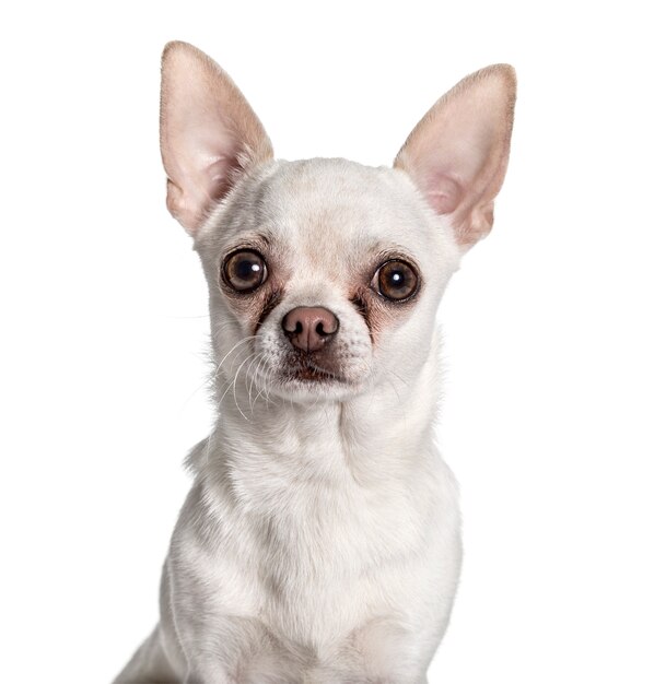 Chihuahua mirando a la cámara contra el fondo blanco.