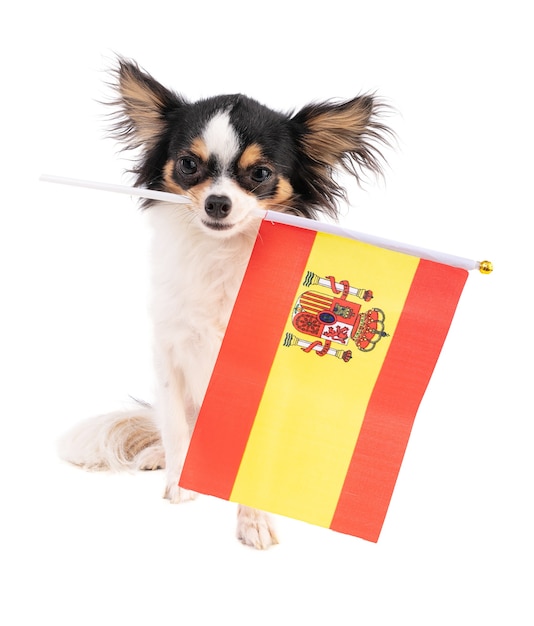 Chihuahua mit einer Flagge von Spanien auf weißer Oberfläche