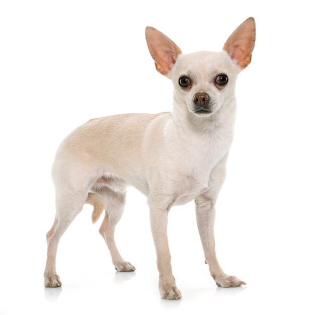 Chihuahua mit kurzen Haaren