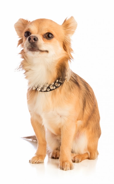 Chihuahua mit langen Haaren und einer Halskette mit Nieten