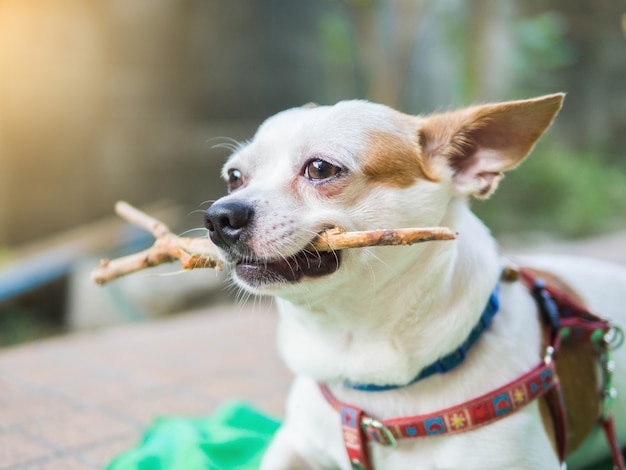 Chihuahua mordendo uma vara de madeira