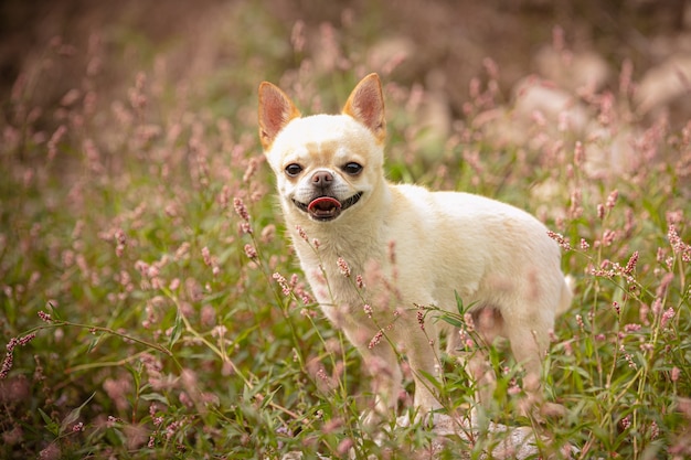 Chihuahua nas ervas da natureza