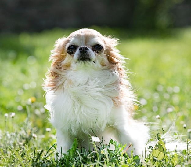 Chihuahua en la naturaleza